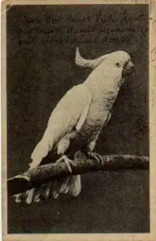 Kakadu Papagei o 17.4.1922