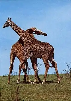 Giraffen in der Steppe * ca. 1970