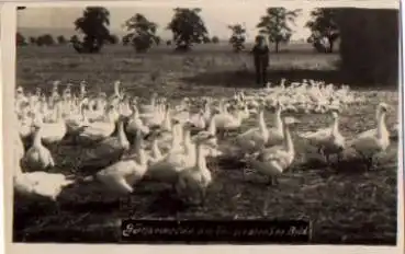 Gänseweide Weissiedler See o 8.6.1932