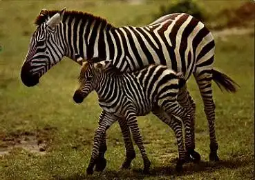 Zebra mit Fohlen, * ca. 1970
