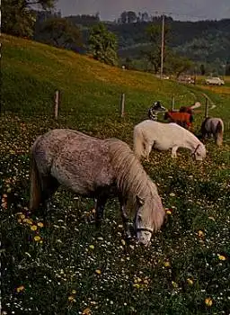 Pferde Ponies Pony auf der Weide o 30.09.1974