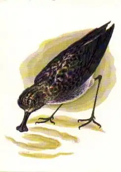 Entenähnlicher Vogel, * ca. 1980