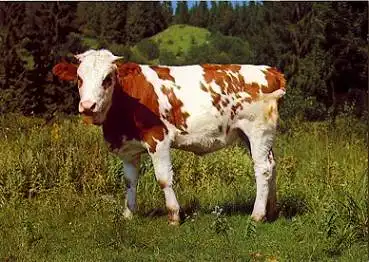Kuh auf der Weide * ca. 1970