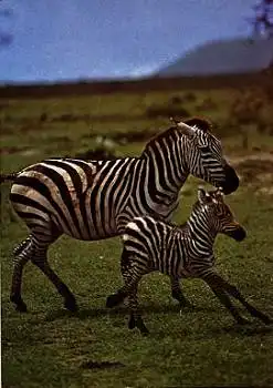 Zebra mit Fohlen * ca. 1970