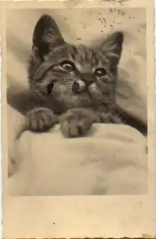 getigerte Katze zugedeckt  o 23.05.1930