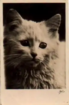 weiße Katze o 23.05.1939