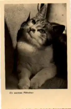 Katze ein warmes Plätzchen * ca. 1960