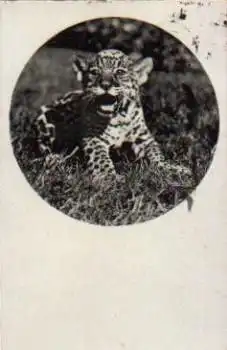 Wildkatze Junger Jaguar o 18.6.1930