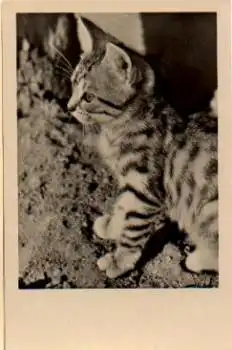 Junge getigerte Katze, gebr. 11.7.1955