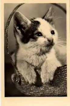 Katze in Bastkorb * ca. 1960