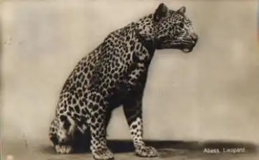 Wildkatze, Leopard, Echtfoto o 10.8.1929