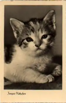 Junges Kätzchen, Echtfoto  * ca. 1960