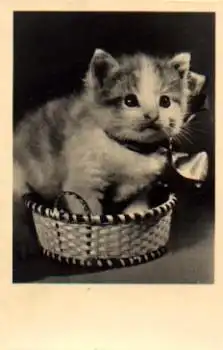Junge  Katze in Korb gebr. ca. 1960