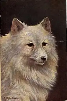 Spitz Hund Künstlerkarte A. Müller-Münchberg, * ca.1900
