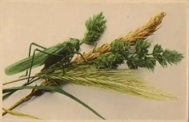 Insekt Grille sitzt auf Getreide Gerste Weizen * ca. 1910