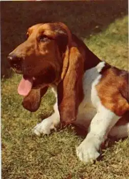 Basset Hound *ca. 1980