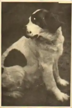 Bernhardiner Hund Echtfoto * ca. 1930