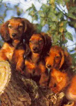 Langhaardackel, * ca. 1980