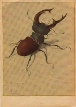 Insekten Hirschkäfer Künstlerkarte Albrecht Dürer * ca. 1930