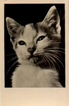Katzen, Echtfoto gebr. 11.7.1956