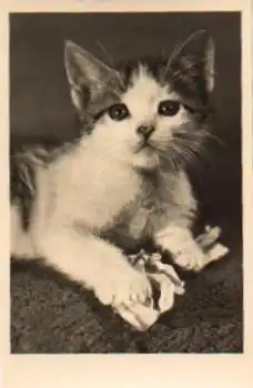 Katze mit Papierknäul * ca. 1955