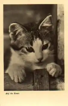 Katze auf der Lauer * ca. 1950