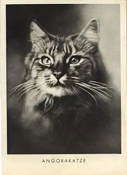 Angorakatze, * ca. 1950