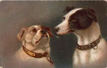 Ein Hund knurrt nach dem zweiten Hund gebr. ca. 1910