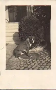 Hund sitzt auf Fußmatte Echtfoto o 2.2.1924