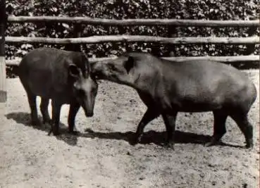 Suedamerikanischer Tapir  keine AK * ca. 1950