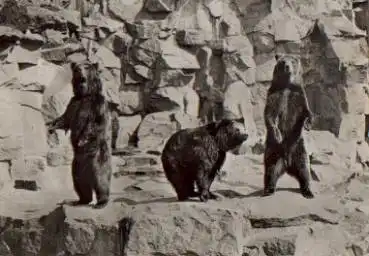 Kamtschakabären, Tierpark Berlin Zoo, gebr. 24.1.1974