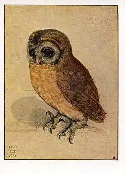 Eulen Käuzlein Künstlerkarte sign. Albrecht Dürer * ca. 1950