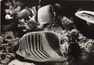 Korallenfische aus dem Roten Meer * ca. 1980