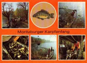 Moritzburger Karpfenfang Fische * ca. 1980