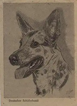 Deutscher Schäferhund, Künstlerkarte gebr. 16.5.1951