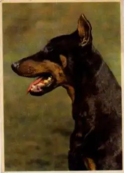 Dobermann Hund * ca. 1960