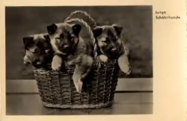 Junge Schäferhunde im Korb * ca. 1960