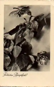 Insekten Maikäfer auf Birkenblättern o 29.6.1939