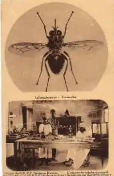 Insekten Tse-Tse-Fliege * ca. 1910