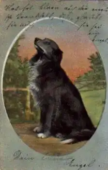 Schwarzer Hund sitzt, Künstlerkarte o 4.4.1902