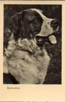 Bernhardiner Hund * ca. 1960