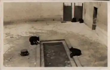 Bären im Zoo Echtfoto * 1925