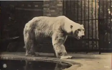Eisbär im Zoo, Echtfoto * ca. 1930