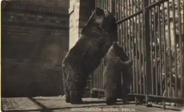 Braunbärin mit Jungen gebr. ca. 1930