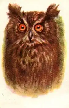 Eule, Waldkauzkopf Künstlerkarte o ca. 1987