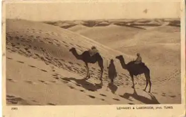 Kamele in der Wüste o 27.2.1917