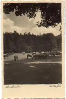 Schafherde auf der Weide * ca. 1930