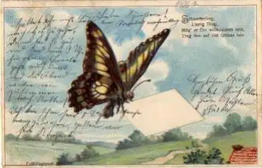 Schmetterling mit Brief Frühlingspost Prägekarte o 28.7.1906