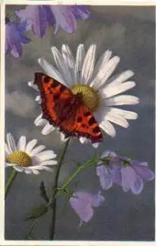 Schmetterling auf Magarithen Blume gebr. 3.5.1960
