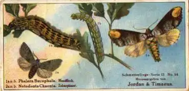 von der Raupe zum Schmetterling Mondfleck und Zahnspinner k. AK. * 1910